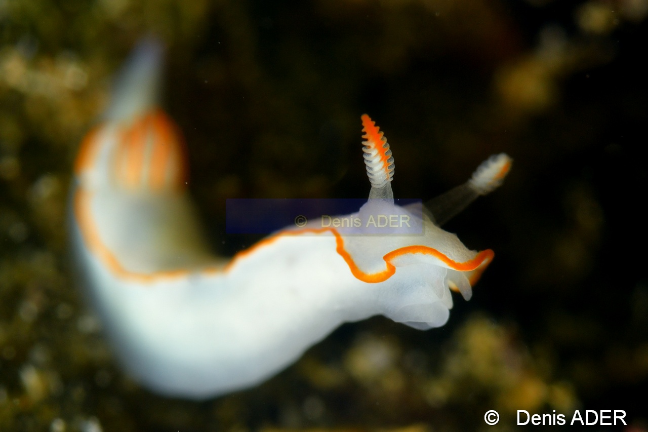 Chromodoris verrieri-Wakatobi Pasar wajo jetty-14m-20180602-Denis-ADER-DSC_3310_tn.jpg